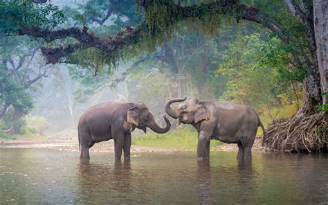 Download wallpapers 4k, elephants, river, wildlife, Thailand, Asia for desktop free. Pictures ...