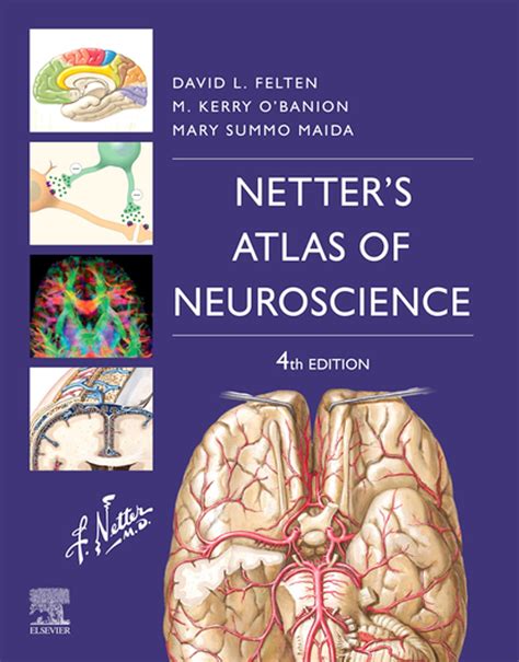 Netter's Atlas of Neuroscience E-Book eBook by David L. Felten, MD, PhD ...