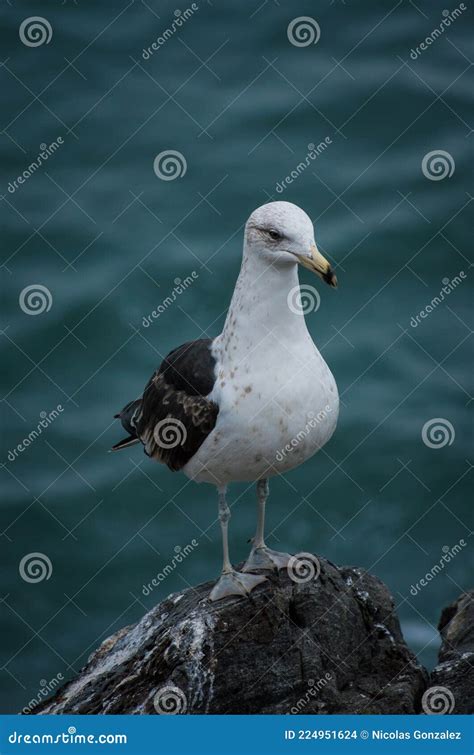 Seagull Posing in Its Habitat OcÃ©ano Stock Photo - Image of seagull, ocano: 224951624