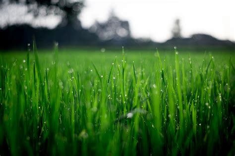 Acá están: todos los secretos para que el pasto del jardín se mantenga verde durante el invierno ...