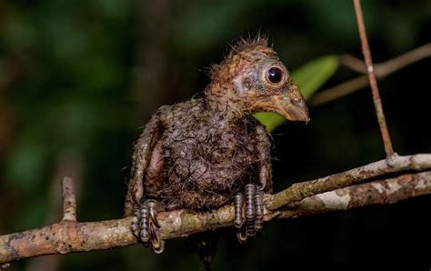 Hoatzin Facts, Habitat, Diet, Adaptations, Pictures