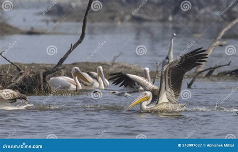 Great White Pelican Migration in Jungle Stock Image - Image of bird ...