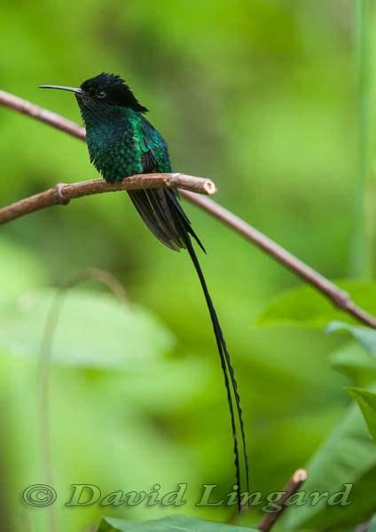 The Black-billed Streamertail Hummingbird (Trochilus scitulus) is endemic to eastern Jamaica ...