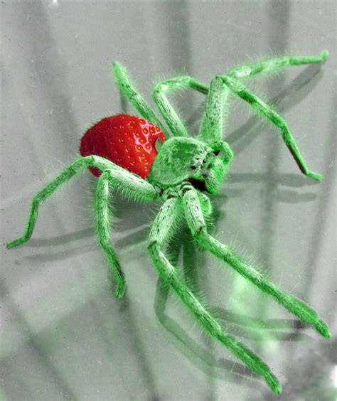 Strawberry Spider by Osaki-Kun on DeviantArt