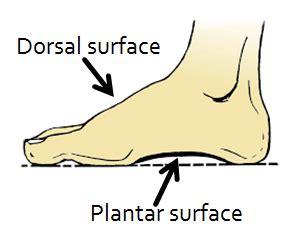 Why is the opposite of plantar flexion called "dorsiflexion"? ~ Biology ...