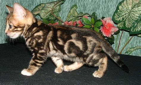 The Bengal Cat Den: new mexico bengal cats, kittens, breeders | Bengal ...