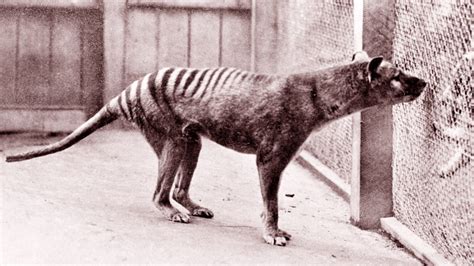 Australian Scientists Plan to Resurrect the Extinct Tasmanian Tiger - CNET