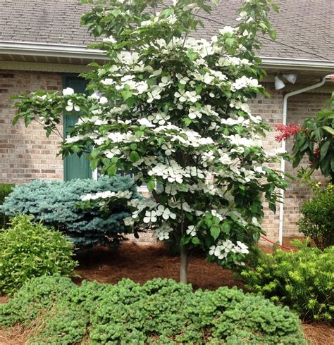 Dwarf Pagoda Dogwood - Best Decorations