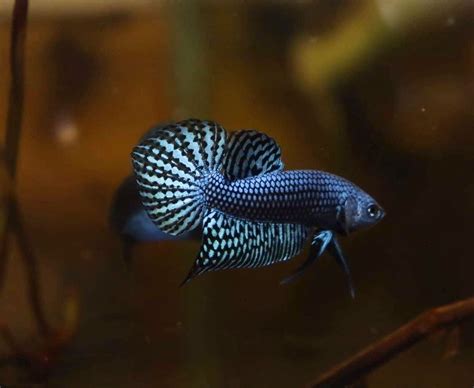 Beautiful Wild Thailand Betta Fish | Betta fish types, Betta fish, Betta