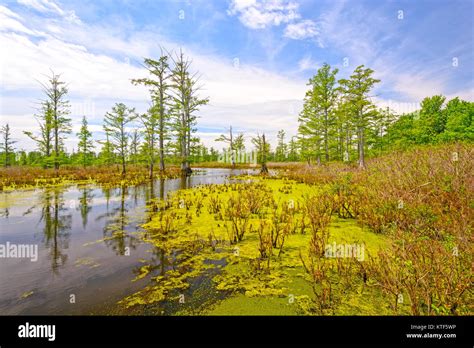 Cache River Cypress Swamp in Southern Illinois Stock Photo - Alamy