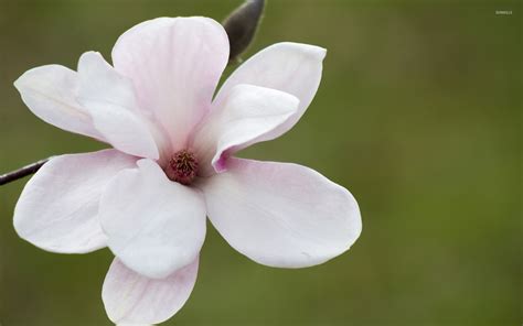 Pale pink magnolia wallpaper - Flower wallpapers - #50080