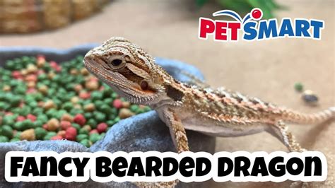 PetSmart - Fancy Bearded Dragon (Pagona Vitticeps) - YouTube