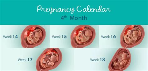 4 Months Pregnant: Symptoms and Fetal Development | Pampers