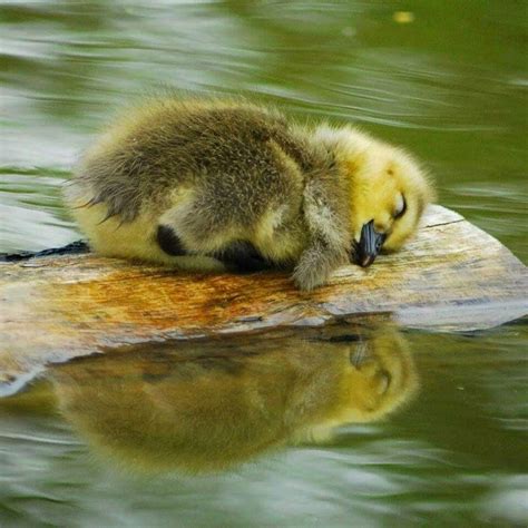 Sleeping baby duck! Float away and dream on. Cute Creatures, Beautiful ...