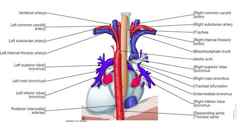 Posterior Mediastinum Anatomy