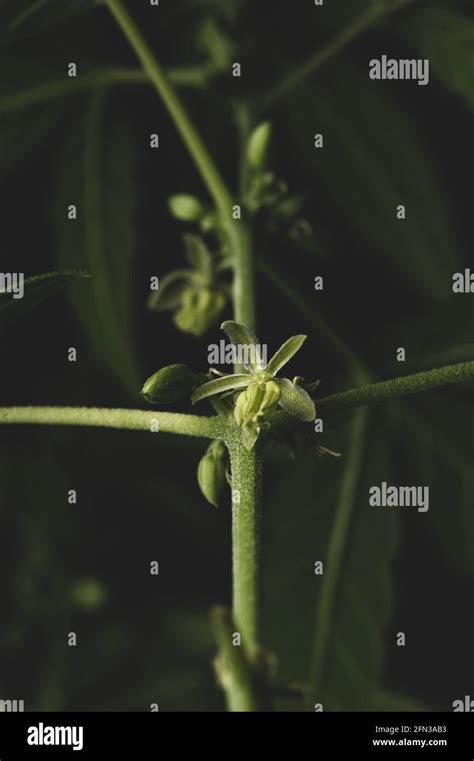 Macro close up portrait of a Male Marijuana Cannabis plant flowers Stock Photo - Alamy