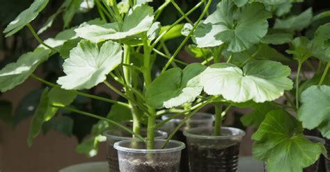 How to Propagate Your Geraniums – Self Gardener