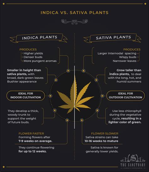 How To Tell The Difference Between Indica And Sativa - The Sanctuary