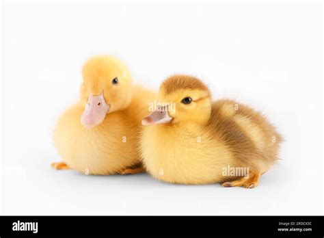 Cute ducklings on white background Stock Photo - Alamy