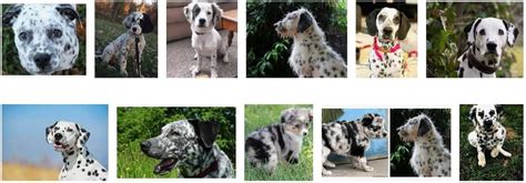 42+ Dalmatian Mix Breeds : Spot The Right Partner For You - Pet Care Stores