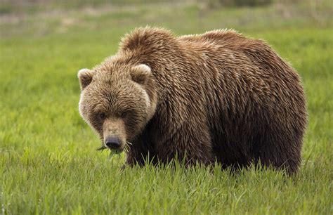 An Alaska Coastal Brown Bear At Mikfik Photograph by Richard Williams - Pixels