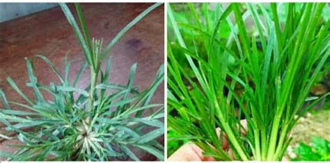 What are the health benefits of Paragis grass? - Nigerian Health Blog