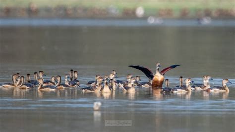 Assam: Pobitora Wildlife Sanctuary bird census records 8,200 birds