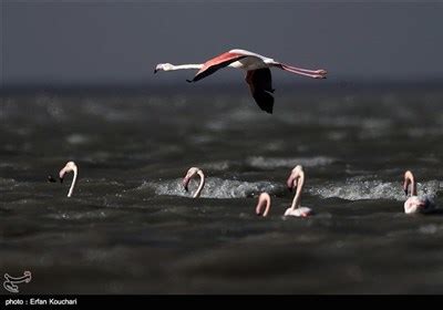 Flamingos Migrate to Miankaleh Lagoon in Iran - Photo news - Tasnim News Agency