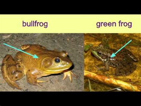 FROG IDENTIFICATION: BULLFROG.avi - YouTube