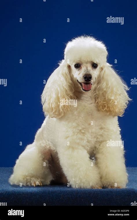 white poodle - sitting - cut out Stock Photo - Alamy