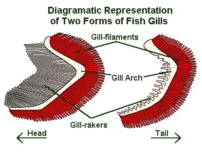 Gills 101: The Magic Of How Fish Breath - Explained - Earth Life