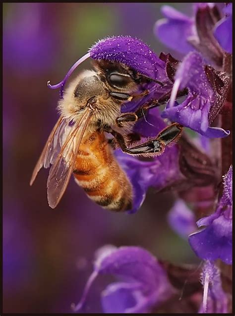 "Kaleidoscope": Photo by Photographer Wilson Tsoi | Bee keeping, Bee, I love bees