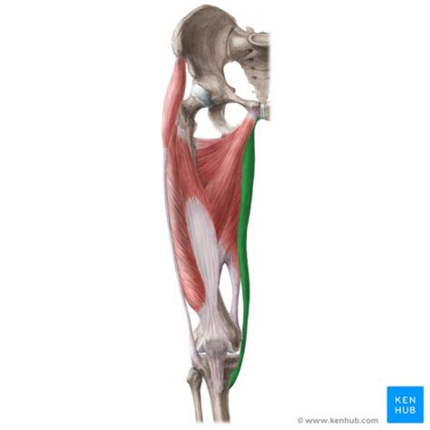 Gracilis - Physiopedia