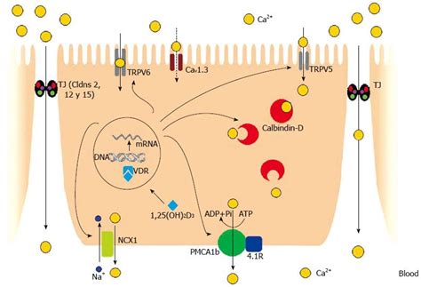 Molecular aspects of intestinal calcium absorption