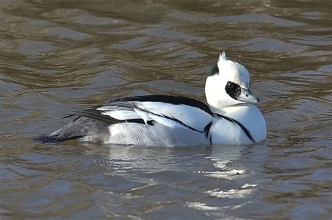 Abberton Reservoir Visitor Centre (Colchester) - All You Need to Know Before You Go (with Photos ...