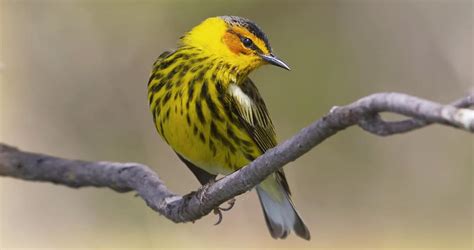 Cape May Warbler Identification, All About Birds, Cornell Lab of Ornithology