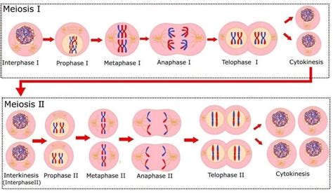 12 Biogenesis Examples – StudiousGuy