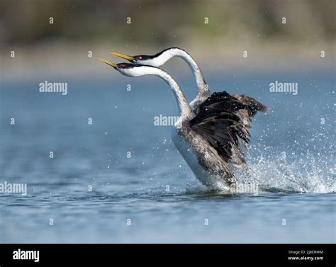 Western Grebe (Aechmophorus occidentalis) performing mating dance Stock Photo - Alamy