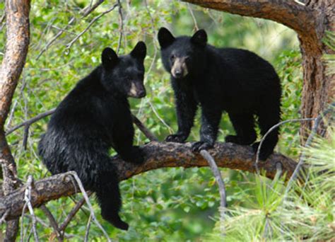 All About the Bears of the Smoky Mountains - PigeonForge.com