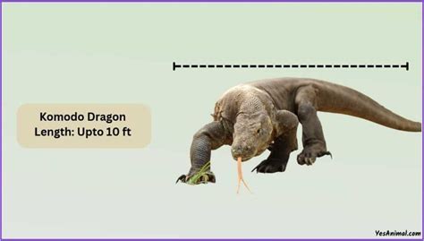 Komodo Dragon Size: How Big Are They Compared To Others?