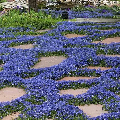 Blue Magic Carpet Creeping Thyme 5000 Seeds Ground Cover Flowers Non-gmo Thymus Serpyllum - Etsy