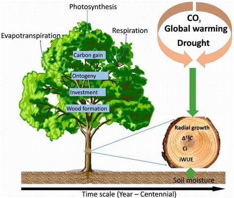 1. Conceptual diagram showing individual level tree-growth and... | Download Scientific Diagram