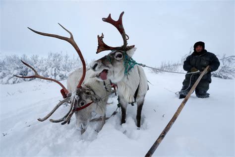 Reindeer herding in Russia's Arctic