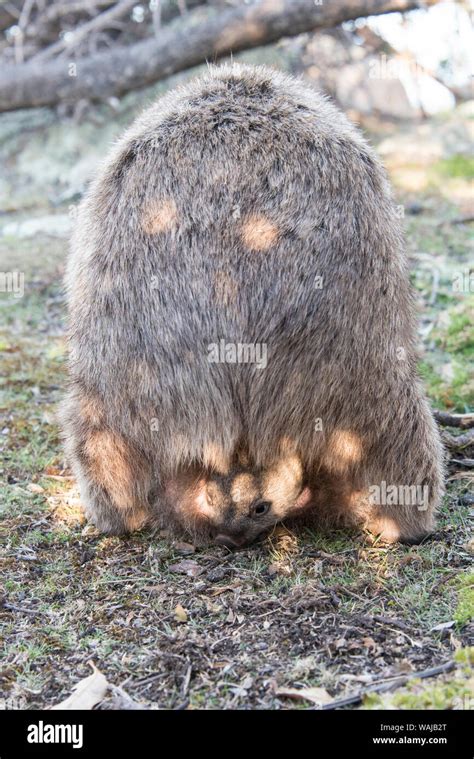 Wombat baby pouch hi-res stock photography and images - Alamy