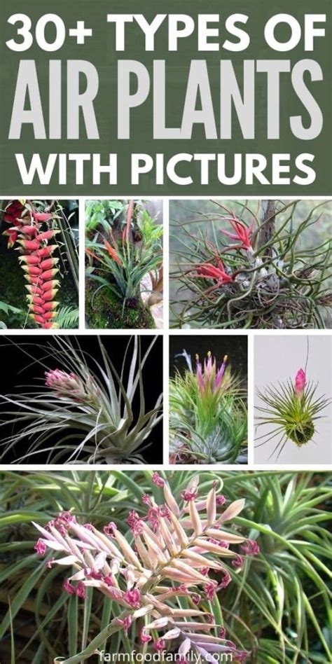 30+ Different Types Of Air Plants (Tillandsia spp.) With Pictures