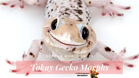 10 Terrific Tokay Gecko Morphs - ReptileWorldFacts