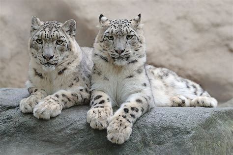 Where Do Snow Leopards Live? - WorldAtlas