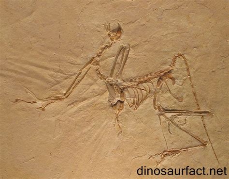 Archaeopteryx dinosaur