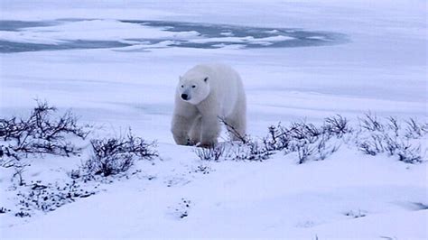 Video The World's Only Polar Bear Jail - ABC News