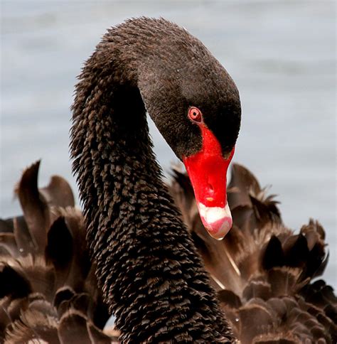 Black swan | New Zealand Birds Online